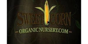 Sweet Corn Organic Nursery