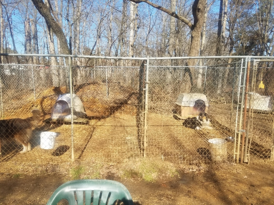 American Kennel Club Reviews, Complaints, Customer Service