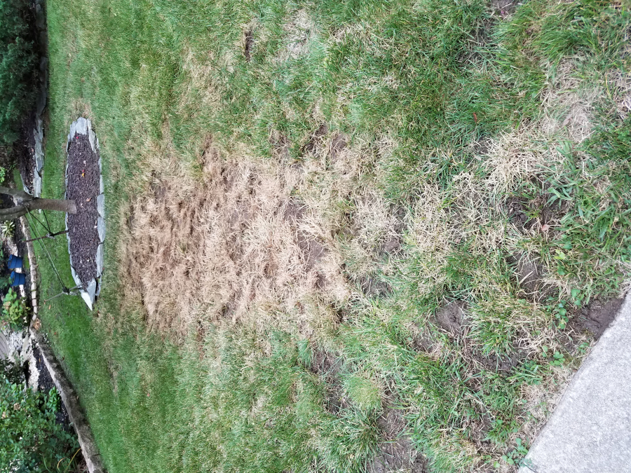 SpringGreen Lawn Care Reviews, Complaints, Customer Service