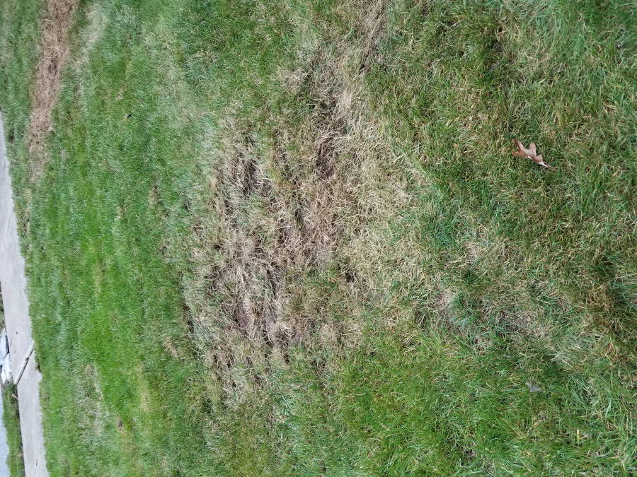 SpringGreen Lawn Care Reviews, Complaints, Customer Service