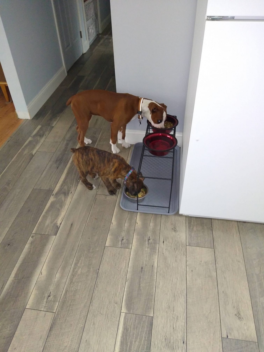 Greenfield Puppies Reviews, Complaints, Customer Service