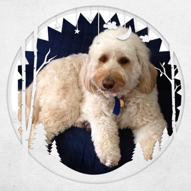 Mueller's Woodville Kennels Reviews, Complaints, Customer Service