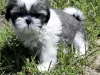 shih tzu bliss puppies