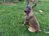 Amazing Dutch Shepherd Belgian Malinois mix