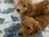 Golden Doodle Puppies