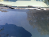 Damaged My Truck Hood