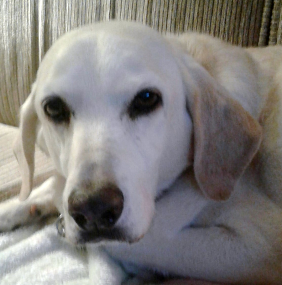 Aussie Pet Mobile Reviews, Complaints, Customer Service