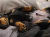 8 years and 2 Dachshund puppies