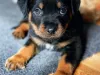 Buy Rottweiler Puppies Online