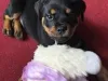 Buy Rottweiler Puppies Online