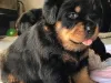 Buy Rottweiler Puppies Online