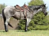Horse Bid Buyer B-ware