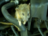 Rat in the car's interior. Zero $ refund