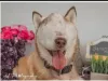 Dog Shit Company, Dog Shit Workers