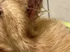 Toller Puppy Mill