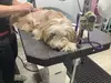 Puppy Mill, run