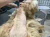 Puppy Mill, run