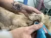 Puppy Mill, run