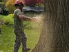 Otto Tree Service LLC