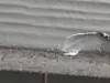 Horrible workmanship - do not hire